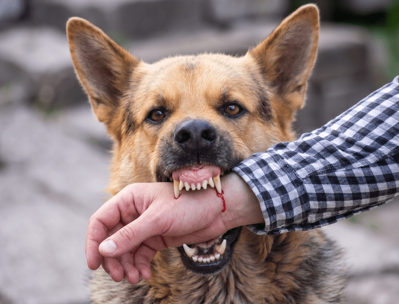 Dog bite injury lawyer in San Diego and Virginia Beach - Mackie Injury Lawyers